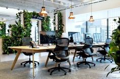 an office with lots of desks and plants on the walls, along with large windows