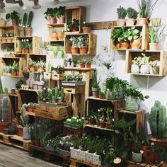 a room filled with lots of potted plants and wooden crates on the wall next to each other