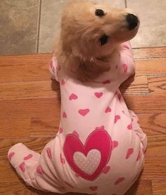 a small dog wearing a pink shirt with hearts on it