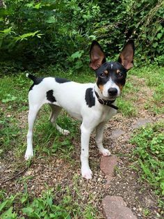 a small black and white dog standing in the grass