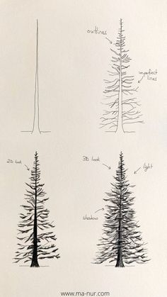 three different types of trees are shown in black and white