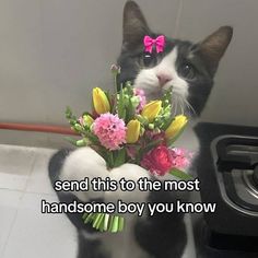 a black and white cat holding flowers with the caption send this to the most handsome boy you know