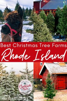 the best christmas tree farms in rhode island, usa with pictures of farm buildings and horses