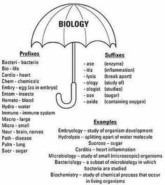 an umbrella labeled in different languages with the words biology written underneath it and below it