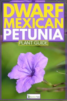 Flowering Ground Cover, Flowering Shade Plants, Front Yard Flowers, Yard Flowers, Petunia Plant, Plant Tips, Mexican Flowers