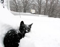 a black cat is sitting in the snow