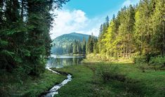 a river running through a lush green forest next to a forest filled with tall trees