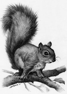 a black and white drawing of a squirrel on a branch