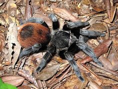 a close up of a spider on the ground