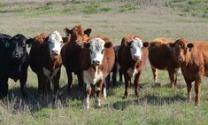 a herd of cows standing on top of a grass covered field next to each other