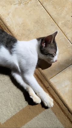 a gray and white cat laying on top of a rug next to a tile floor