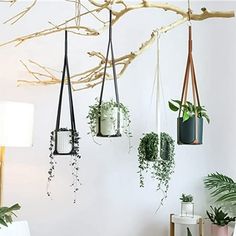 several hanging plants in pots on the wall