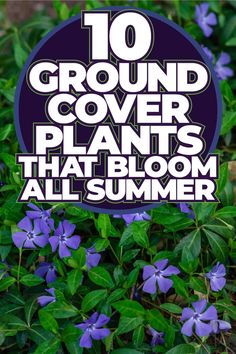 purple flowers with the words 10 ground cover plants that bloom all summer on top of them