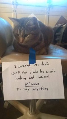 a cat sitting on top of an office chair with a note attached to the back of it