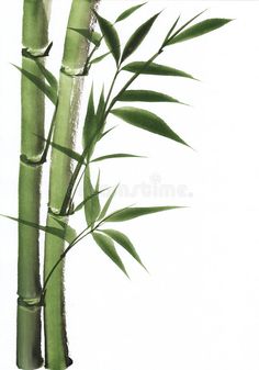 two green bamboo stalks against a white background