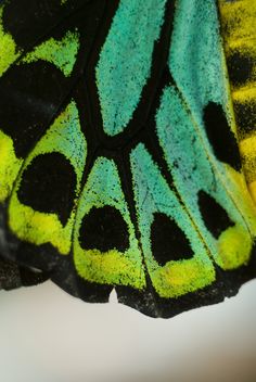 the underside of a green and black butterfly wing