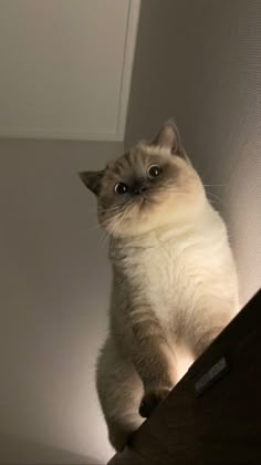 a cat sitting on top of a wooden table next to a wall and looking at the camera