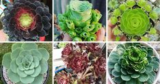 four different types of succulents in various stages of blooming, from green to red