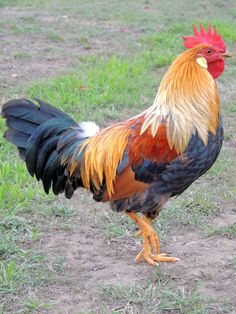 a colorful rooster standing on top of a grass covered field