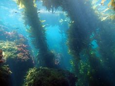 Underwater Beauty, Kelp Forest, Ocean Creatures, Underwater Photography, Underwater World, Ocean Life, Sea Animals, Marine Life, Sea Creatures