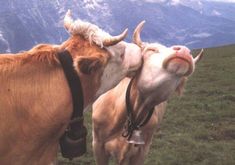 two cows standing next to each other on a lush green field with mountains in the background