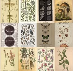 many different types of plants and insects on display in an antique book cover art print