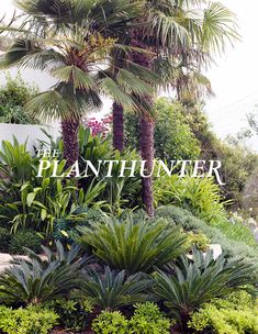 palm trees and other plants in front of a sign that says planthunner on it