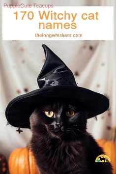 a black cat wearing a witches hat on top of a table