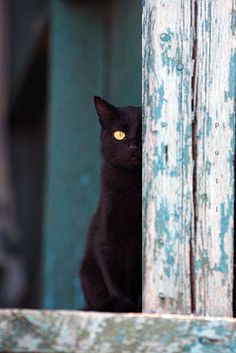 a black cat sitting on top of a window sill looking at the camera with yellow eyes