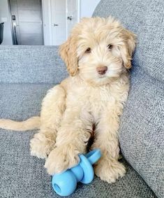 a small dog sitting on top of a couch next to a blue toy in it's mouth