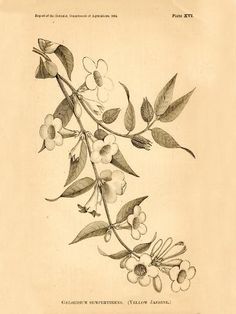 an antique print of berries on a branch