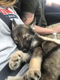 a person sitting in a car with a dog sleeping on their lap and his arm wrapped around him