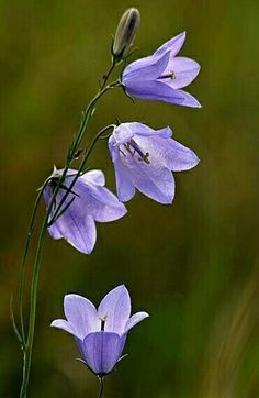 some purple flowers are blooming in the grass and one has a bug on it