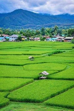 a green field with mountains in the background