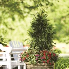 a potted plant sitting on top of a wooden table next to a white chair