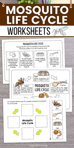 the mosquito life cycle worksheet for kids to learn how to make it work