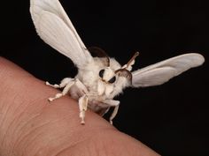 a close up of a person's finger with a small insect on it