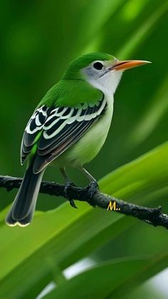 a small green bird perched on top of a tree branch with leaves in the background