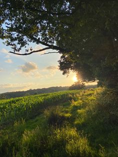 the sun shines through the trees over an open field