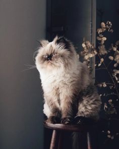 a fluffy cat sitting on top of a wooden stool next to a potted plant