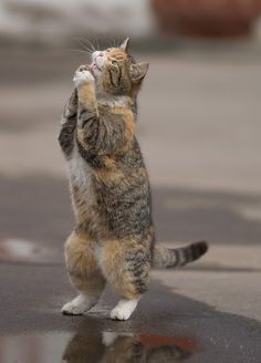 a cat is standing on its hind legs