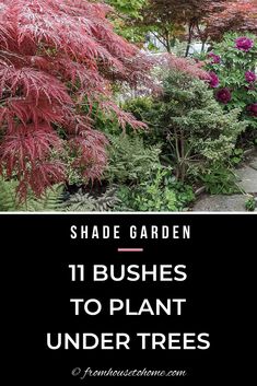 some plants and trees with the words shade garden 11 bushes to plant under trees