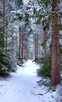 a snow covered path in the woods with lots of trees