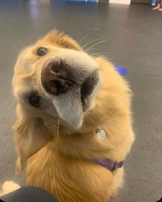 a close up of a dog with its mouth open