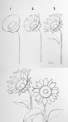 how to draw sunflowers step by step