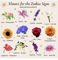 flowers for zodiac signs are shown in this image, with the names and their meanings