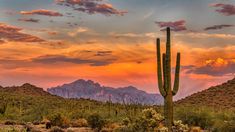 a large cactus in the middle of a desert with mountains in the background at sunset