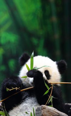 a panda bear sitting on top of a tree branch