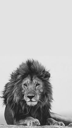 a black and white photo of a lion laying down