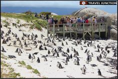 a large group of penguins are walking on the beach and people are looking at them